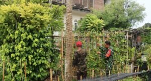 Bantu Rawat Tanaman Kacang Panjang, Babinsa Kuta Barat Dukung Ketahanan Pangan dan Ekonomi Warga
