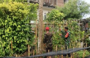 Bantu Rawat Tanaman Kacang Panjang, Babinsa Kuta Barat Dukung Ketahanan Pangan dan Ekonomi Warga