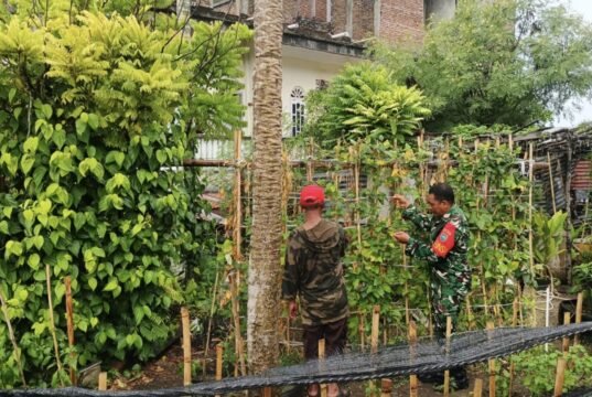 Bantu Rawat Tanaman Kacang Panjang, Babinsa Kuta Barat Dukung Ketahanan Pangan dan Ekonomi Warga