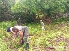 Bersihkan Lahan dan Rawat Tanaman, Babinsa Paya Dukung Petani Nilam