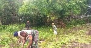 Bersihkan Lahan dan Rawat Tanaman, Babinsa Paya Dukung Petani Nilam