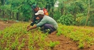 Bentuk Kepedulian TNI, Babinsa Bantu Lancarkan Kegiatan Pertanian Warga