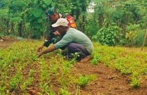 Bentuk Kepedulian TNI, Babinsa Bantu Lancarkan Kegiatan Pertanian Warga