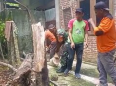 Babinsa Paya Bersama Warga dan BPD Bersihkan Kayu Tumbang di Rumah Warga Akibat Angin Kencang