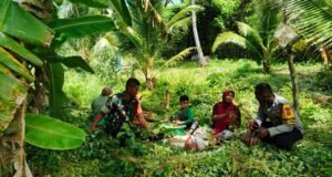 Dampingi Petani Tumpang Sari, Babinsa Jaboi dan Bhabinkamtibmas Dorong Tanah Lebih Produktif