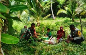 Dampingi Petani Tumpang Sari, Babinsa Jaboi dan Bhabinkamtibmas Dorong Tanah Lebih Produktif