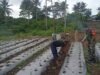 Manfaatkan Lahan Kosong Tanam Cabai, Babinsa Ie Meulee Dampingi Petani Wujudkan Ketahanan Pangan