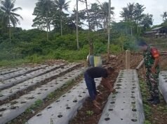 Manfaatkan Lahan Kosong Tanam Cabai, Babinsa Ie Meulee Dampingi Petani Wujudkan Ketahanan Pangan