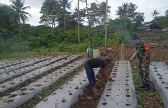 Manfaatkan Lahan Kosong Tanam Cabai, Babinsa Ie Meulee Dampingi Petani Wujudkan Ketahanan Pangan
