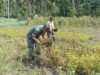 Bantu Panen Kacang Tanah, Babinsa Eratkan Silaturahmi dan Wujud Kepedulian kepada Petani