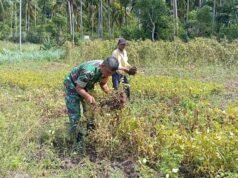 Bantu Panen Kacang Tanah, Babinsa Eratkan Silaturahmi dan Wujud Kepedulian kepada Petani