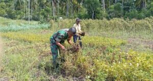 Bantu Panen Kacang Tanah, Babinsa Eratkan Silaturahmi dan Wujud Kepedulian kepada Petani