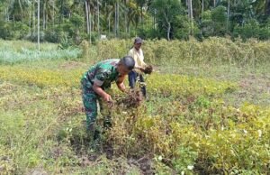 Bantu Panen Kacang Tanah, Babinsa Eratkan Silaturahmi dan Wujud Kepedulian kepada Petani