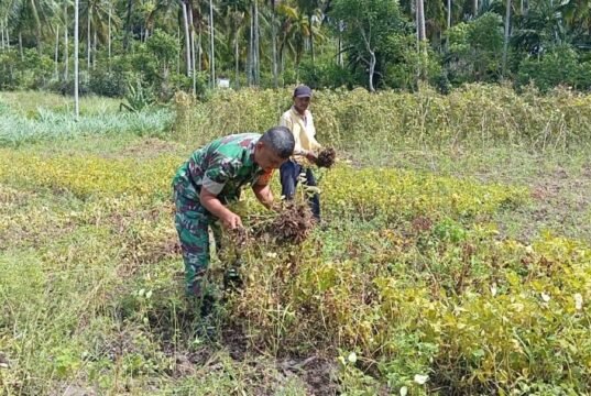Bantu Panen Kacang Tanah, Babinsa Eratkan Silaturahmi dan Wujud Kepedulian kepada Petani