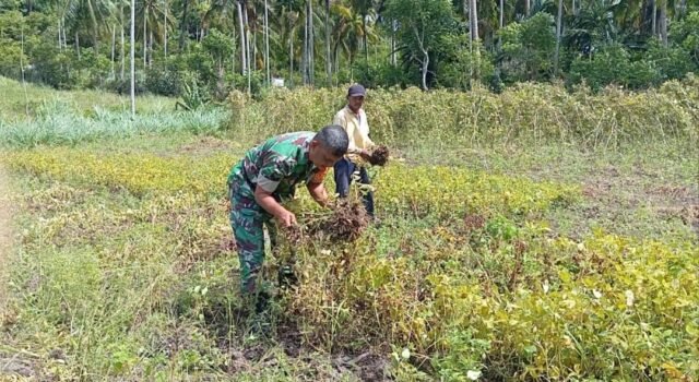 Bantu Panen Kacang Tanah, Babinsa Eratkan Silaturahmi dan Wujud Kepedulian kepada Petani