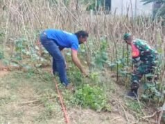 Dampingi Penanaman Mentimun, Babinsa Paya Seunara Jalin Kerja Sama dan Pantau Pertumbuhan Tanaman