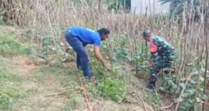 Dampingi Penanaman Mentimun, Babinsa Paya Seunara Jalin Kerja Sama dan Pantau Pertumbuhan Tanaman