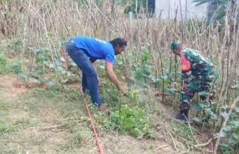 Dampingi Penanaman Mentimun, Babinsa Paya Seunara Jalin Kerja Sama dan Pantau Pertumbuhan Tanaman