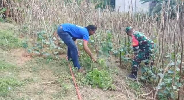 Dampingi Penanaman Mentimun, Babinsa Paya Seunara Jalin Kerja Sama dan Pantau Pertumbuhan Tanaman