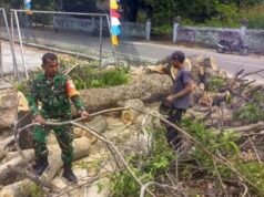 Demi Keselamatan Warga, Babinsa Sertu Junaidi Bersama Warga Pangkas Dahan Pohon Berbahaya