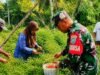 Babinsa Krueng Raya Dampingi Panen Cabai Warga, Eratkan Kemanunggalan TNI dan Rakyat