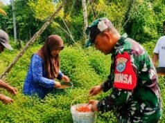 Babinsa Krueng Raya Dampingi Panen Cabai Warga, Eratkan Kemanunggalan TNI dan Rakyat