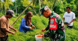 Babinsa Krueng Raya Dampingi Panen Cabai Warga, Eratkan Kemanunggalan TNI dan Rakyat