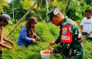 Babinsa Krueng Raya Dampingi Panen Cabai Warga, Eratkan Kemanunggalan TNI dan Rakyat