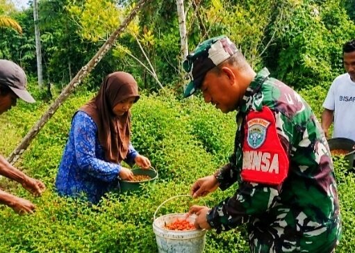 Babinsa Krueng Raya Dampingi Panen Cabai Warga, Eratkan Kemanunggalan TNI dan Rakyat