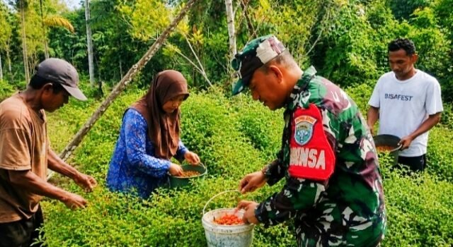 Babinsa Krueng Raya Dampingi Panen Cabai Warga, Eratkan Kemanunggalan TNI dan Rakyat