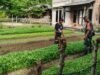 Babinsa 05 Jaboi Dampingi Petani Rawat Sayur Bayam dan Kangkung, Dorong Hasil Panen Melimpah