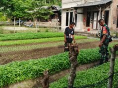 Babinsa 05 Jaboi Dampingi Petani Rawat Sayur Bayam dan Kangkung, Dorong Hasil Panen Melimpah