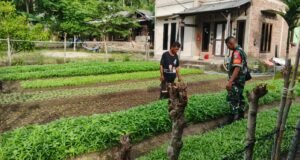 Babinsa 05 Jaboi Dampingi Petani Rawat Sayur Bayam dan Kangkung, Dorong Hasil Panen Melimpah
