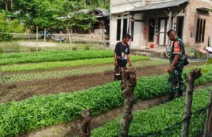Babinsa 05 Jaboi Dampingi Petani Rawat Sayur Bayam dan Kangkung, Dorong Hasil Panen Melimpah