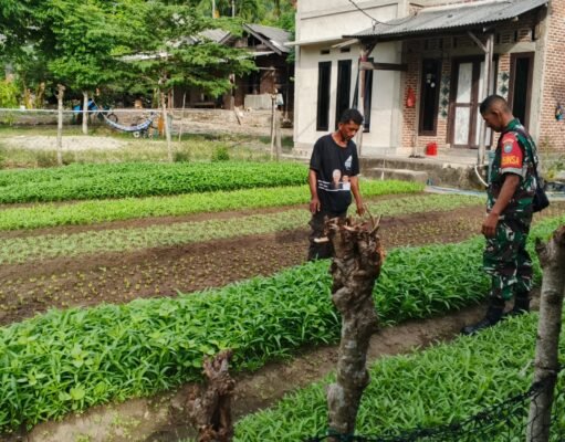 Babinsa 05 Jaboi Dampingi Petani Rawat Sayur Bayam dan Kangkung, Dorong Hasil Panen Melimpah