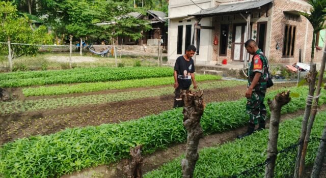 Babinsa 05 Jaboi Dampingi Petani Rawat Sayur Bayam dan Kangkung, Dorong Hasil Panen Melimpah