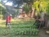 Pantau Ketahanan Pangan di Gampong Kuta Ateuh, Babinsa Pastikan Ketersediaan Pangan Warga Terjaga