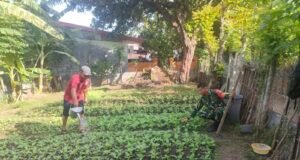 Pantau Ketahanan Pangan di Gampong Kuta Ateuh, Babinsa Pastikan Ketersediaan Pangan Warga Terjaga