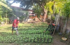 Pantau Ketahanan Pangan di Gampong Kuta Ateuh, Babinsa Pastikan Ketersediaan Pangan Warga Terjaga