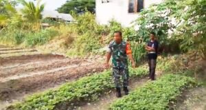 Tanam Sayur Bersama Warga, Babinsa Keuneukai Tekankan Pentingnya Ketahanan Pangan