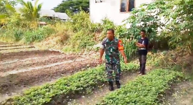 Tanam Sayur Bersama Warga, Babinsa Keuneukai Tekankan Pentingnya Ketahanan Pangan