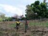 Merawat Cabai Bersama Warga, Babinsa Kuta Barat Dorong Semangat Petani Untuk Ketahanan Pangan