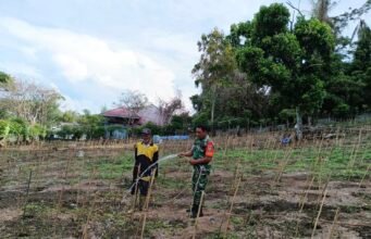 Merawat Cabai Bersama Warga, Babinsa Kuta Barat Dorong Semangat Petani Untuk Ketahanan Pangan