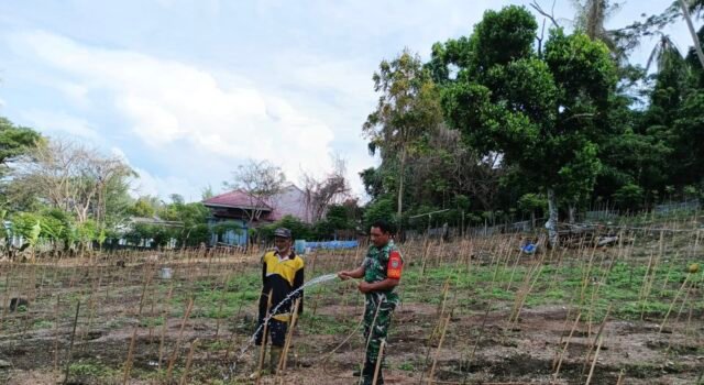 Merawat Cabai Bersama Warga, Babinsa Kuta Barat Dorong Semangat Petani Untuk Ketahanan Pangan