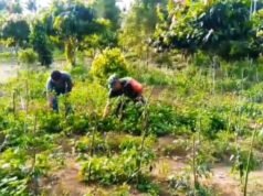 Dukung Ketahanan Pangan, Babinsa Sertu Hendra Pantau Perkembangan Cabai Warga Krueng Raya