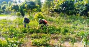 Dukung Ketahanan Pangan, Babinsa Sertu Hendra Pantau Perkembangan Cabai Warga Krueng Raya
