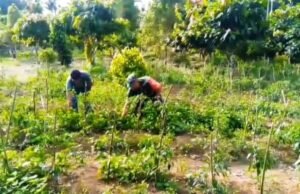 Dukung Ketahanan Pangan, Babinsa Sertu Hendra Pantau Perkembangan Cabai Warga Krueng Raya
