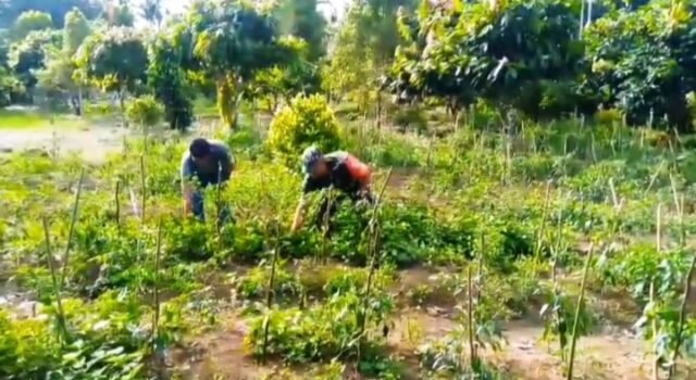 Dukung Ketahanan Pangan, Babinsa Sertu Hendra Pantau Perkembangan Cabai Warga Krueng Raya