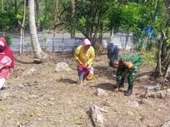 Dukung Swasembada Pangan, Babinsa Paya Dampingi Kelompok Tani Tanam Bibit Jagung Manis