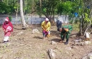 Dukung Swasembada Pangan, Babinsa Paya Dampingi Kelompok Tani Tanam Bibit Jagung Manis